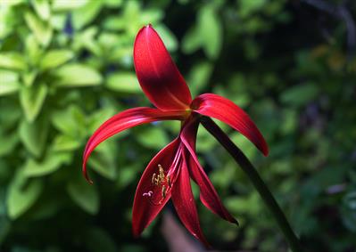 Sprekelia formosissi